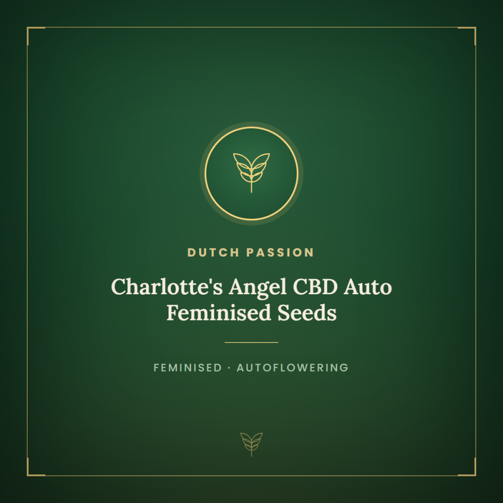 DP-charlottesangel-cbd-auto-1000x1000-0.png