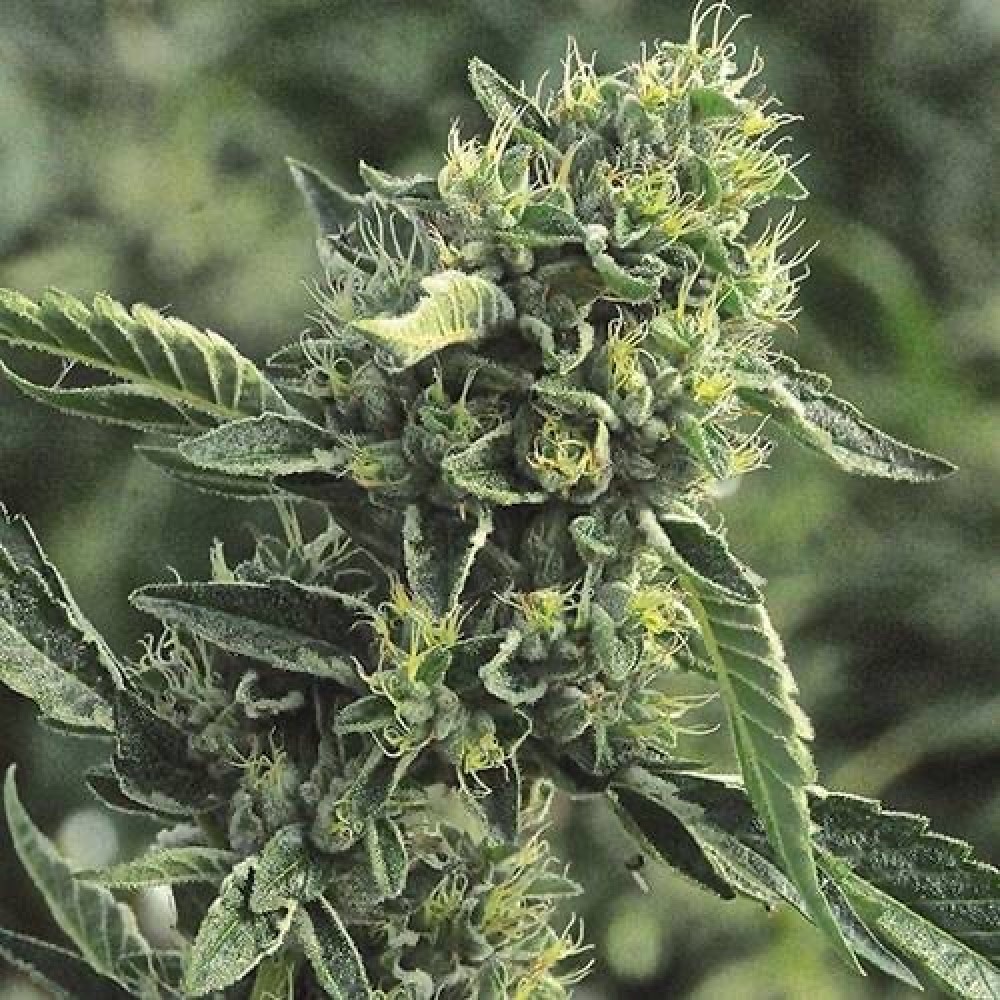 DRCH-CURE-CBD-AUTO-FEM-1000x1000-0.jpg