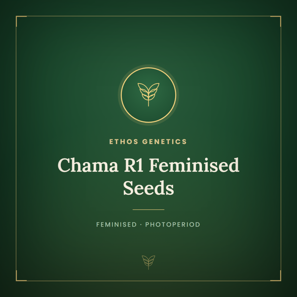 ETHO-CHAMR1-FEM-1000x1000-0.png