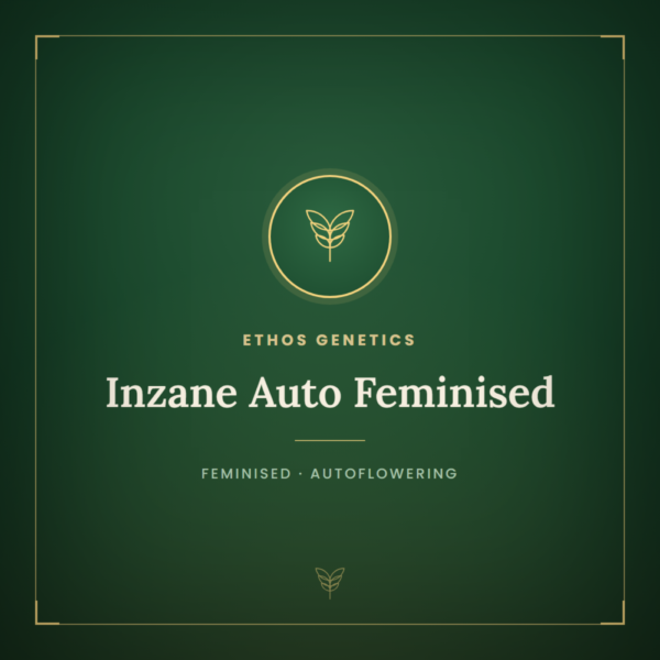 Inzane Auto Feminised