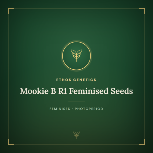 Mookie B R1 Feminised Seeds