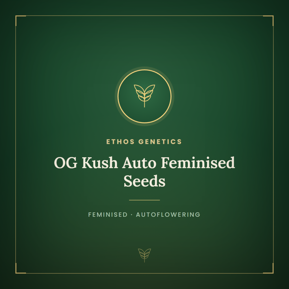 ETHO-OGKU-AUTO-FEM-1000x1000-0.png