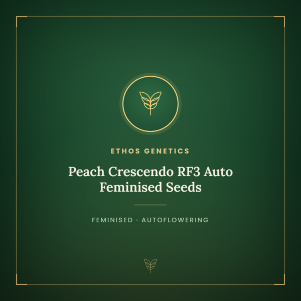 Peach Crescendo RF3 Auto Feminised Seeds