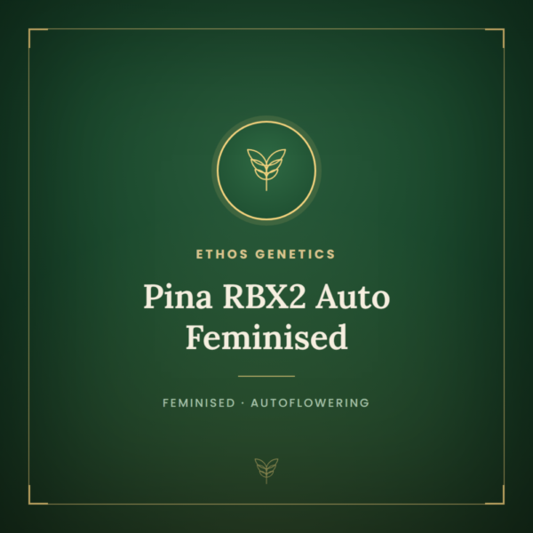 Pina RBX2 Auto Feminised