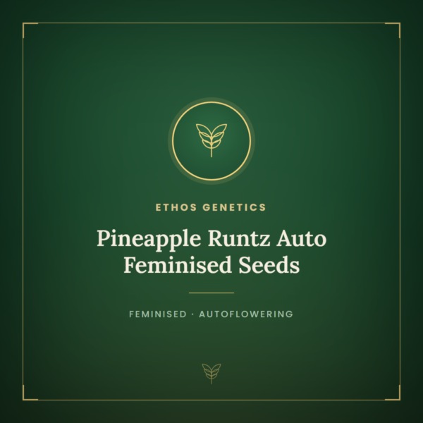 Pineapple Runtz Auto Feminised Seeds