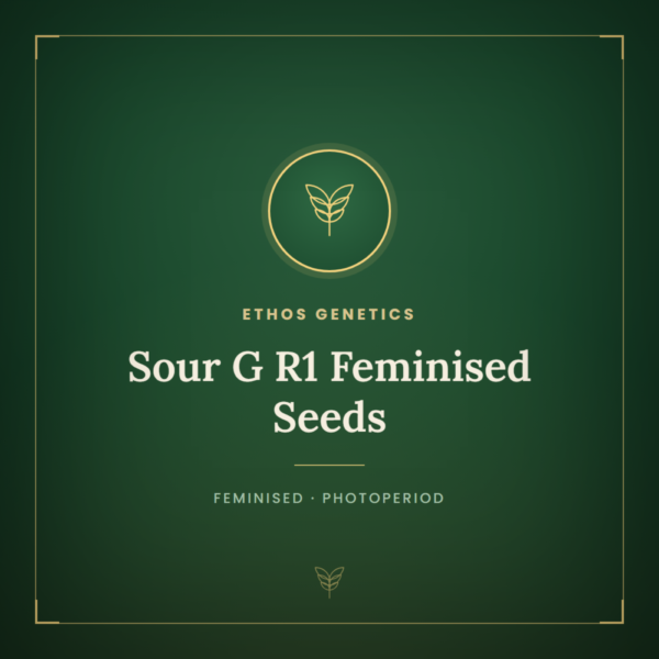 Sour G R1 Feminised Seeds