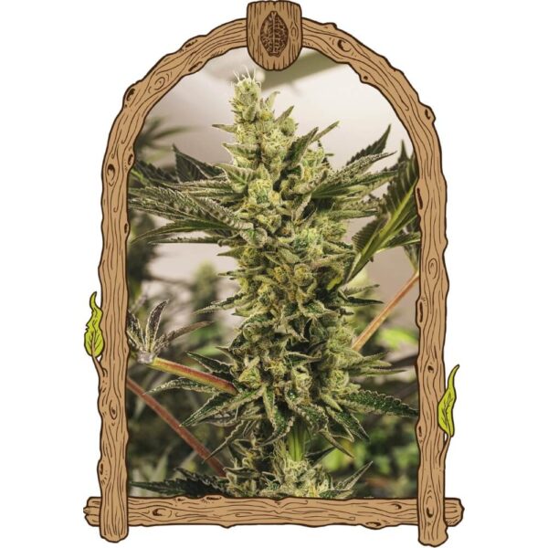 Banana Mash Auto Feminised Seeds