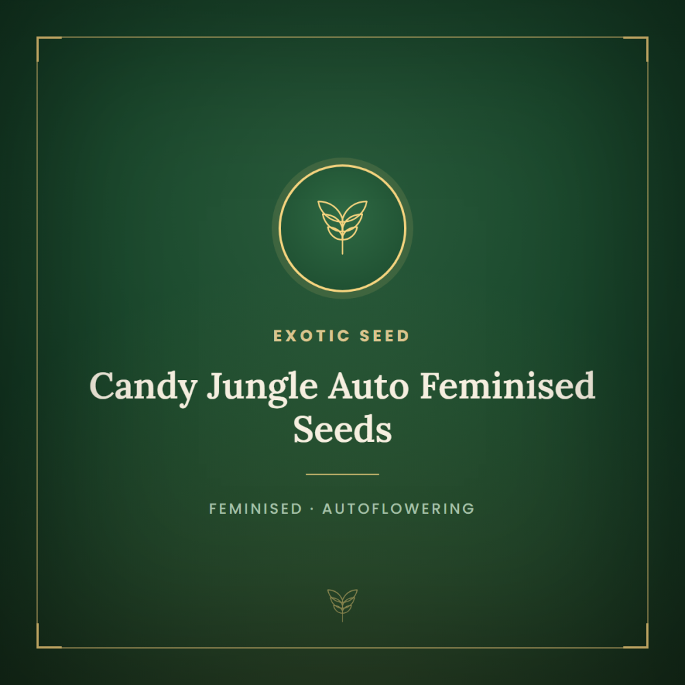 EXO-CAJU-AUTO-FEM-1000x1000-0.png