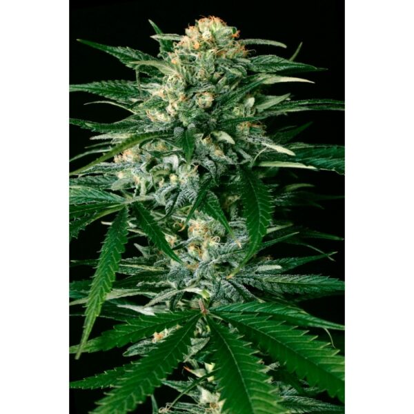 Gypsy Widow Feminised Seeds