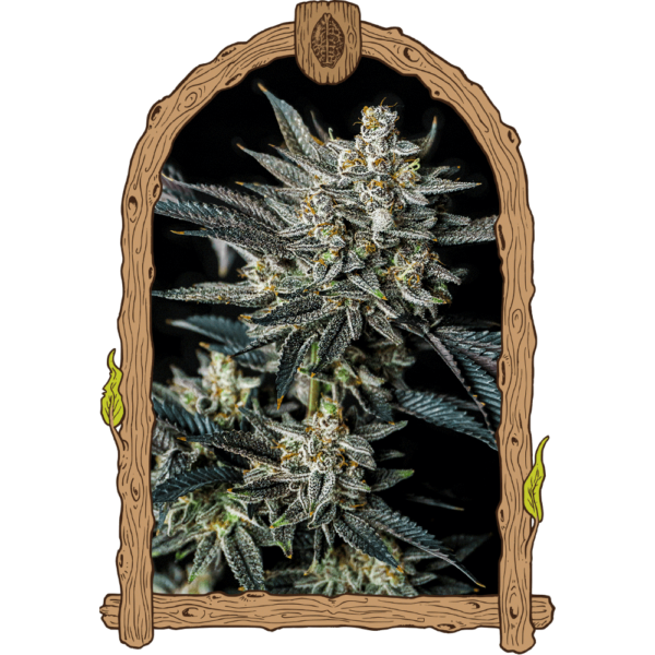 Jelly Bananas Auto Feminised Seeds