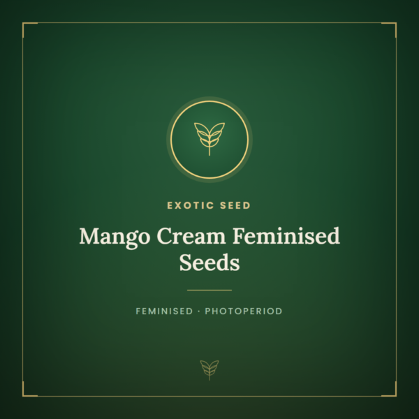 Mango Cream Feminised Seeds