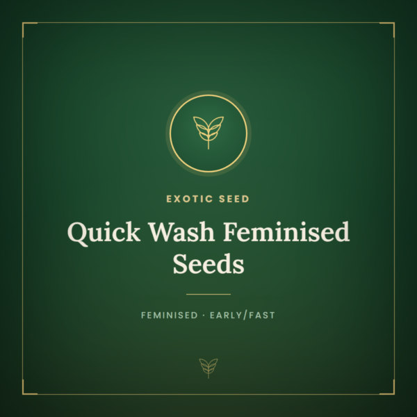 Quick Wash Feminised Seeds