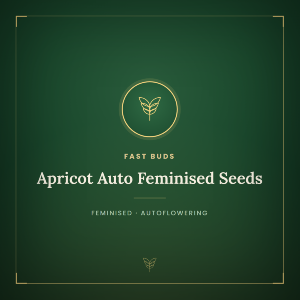 Apricot Auto Feminised Seeds