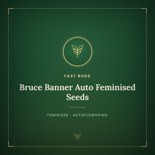 Bruce Banner Auto Feminised Seeds
