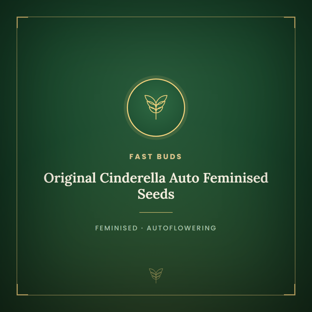 FB-CIND-AUTO-FEM-1000x1000-0.png