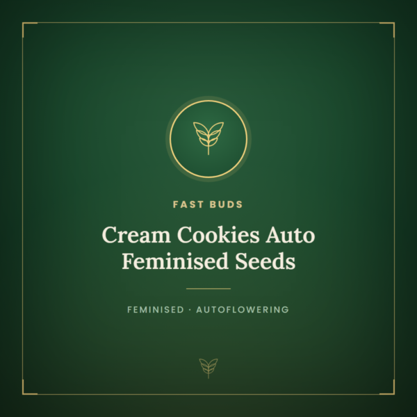 Cream Cookies Auto Feminised Seeds
