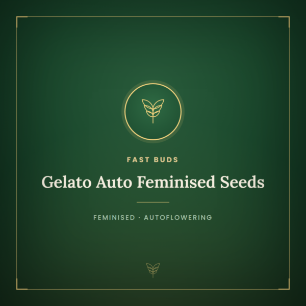 Gelato Auto Feminised Seeds