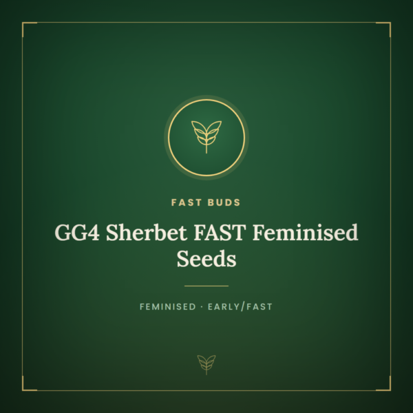 GG4 Sherbet FAST Feminised Seeds