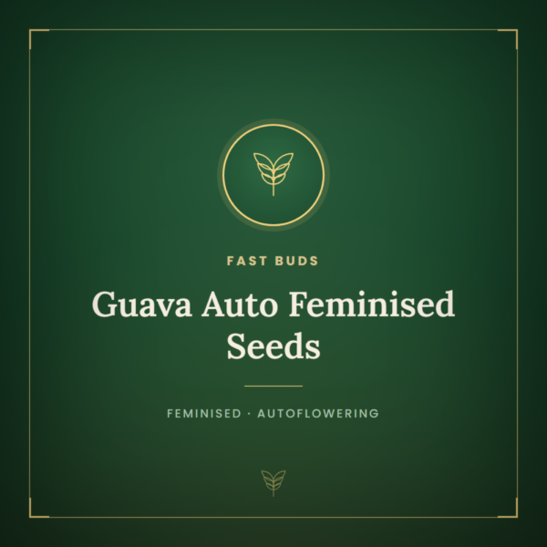 Guava Auto Feminised Seeds