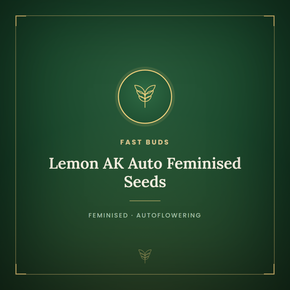 FB-LAK-AUTO-FEM-1000x1000-0.png