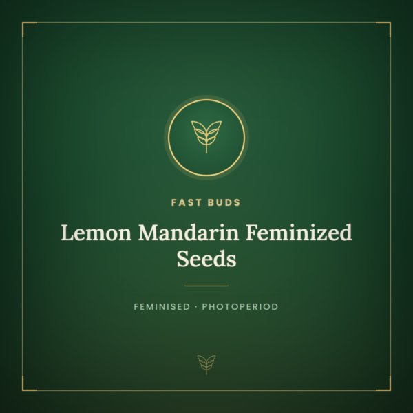Lemon Mandarin Feminized Seeds