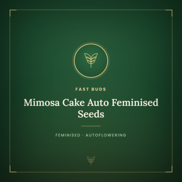 Mimosa Cake Auto Feminised Seeds
