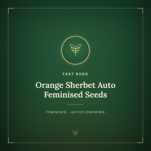 Orange Sherbet Auto Feminised Seeds