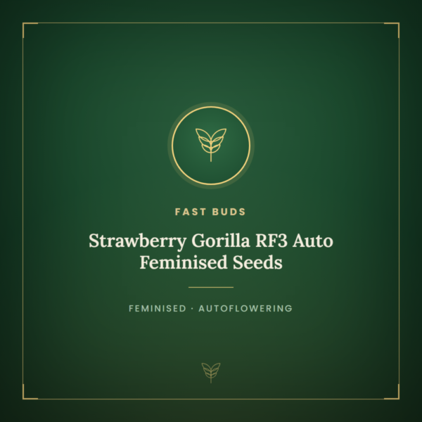 Strawberry Gorilla RF3 Auto Feminised Seeds