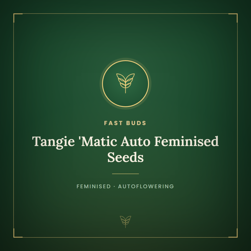 FB-TM-Auto-Fem-1000x1000-0.png