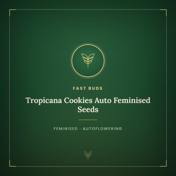 Tropicana Cookies Auto Feminised Seeds