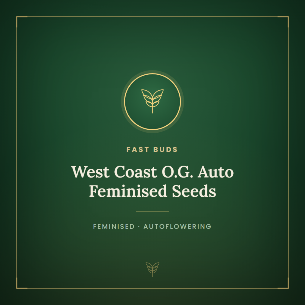 FB-WCOG-Auto-Fem-1000x1000-0.png