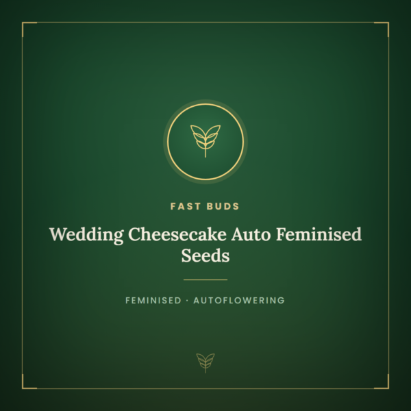Wedding Cheesecake Auto Feminised Seeds