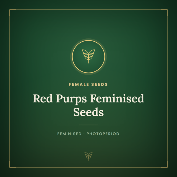 Red Purps Feminised Seeds