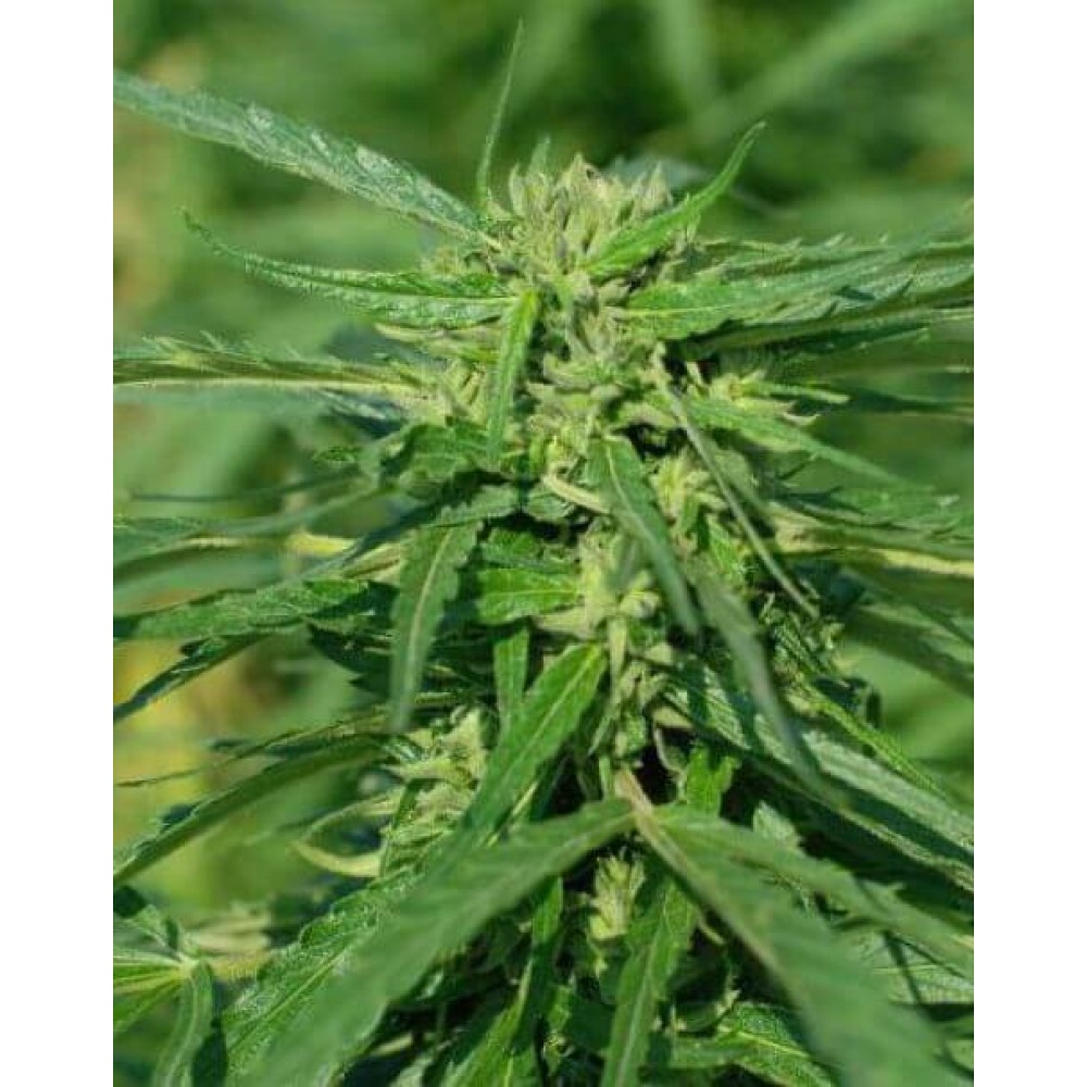 FMLTERITCBD-1000x1000-0.jpg