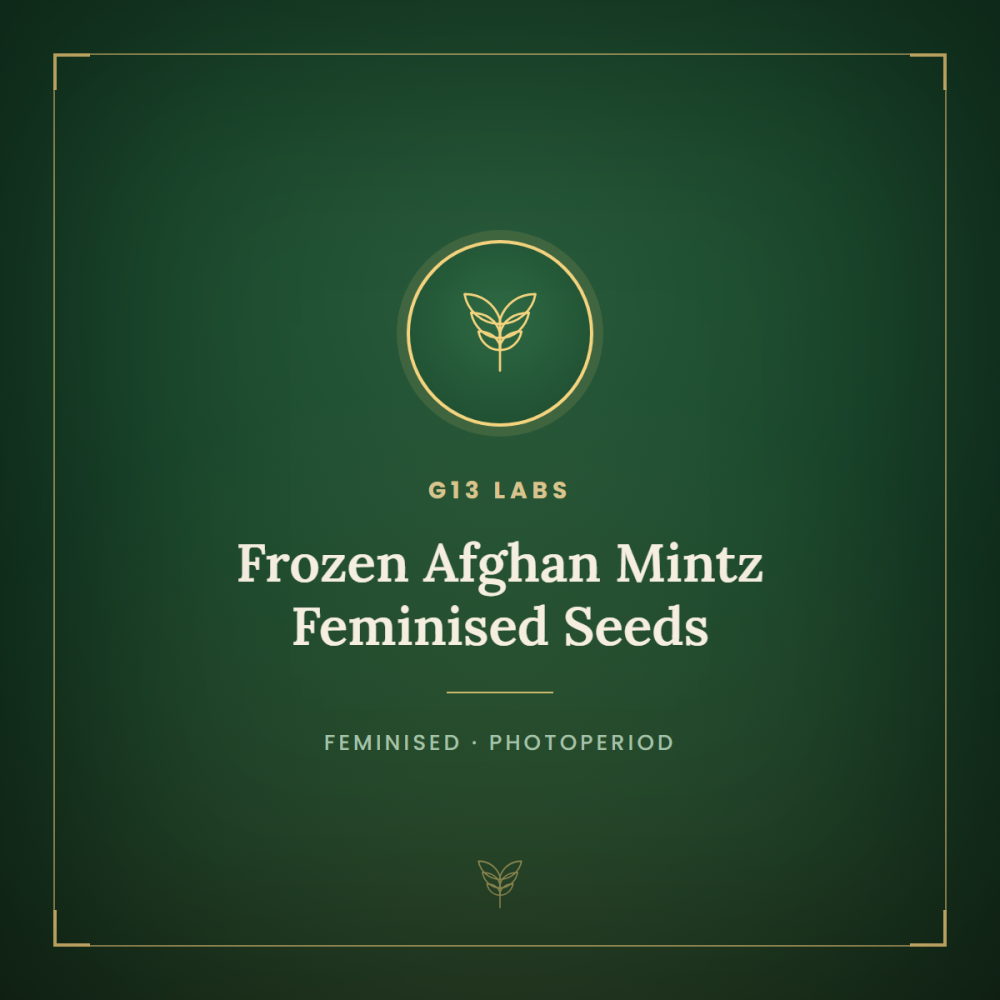 G13L-FRAFMIN-FEM-1000x1000-0.png