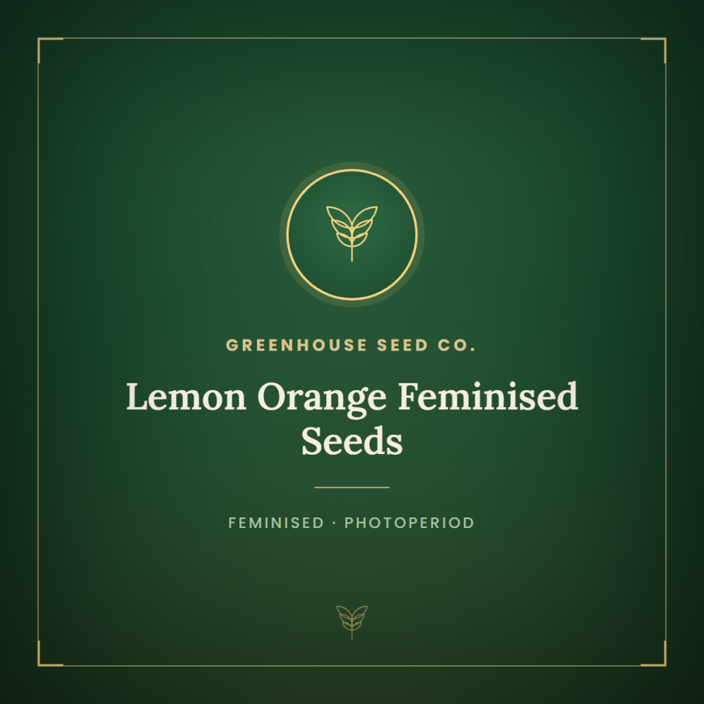 GH-LEMOR-FEM-1000x1000-0.png