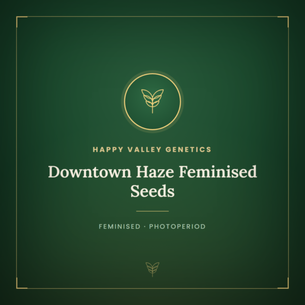 Downtown Haze Feminised Seeds