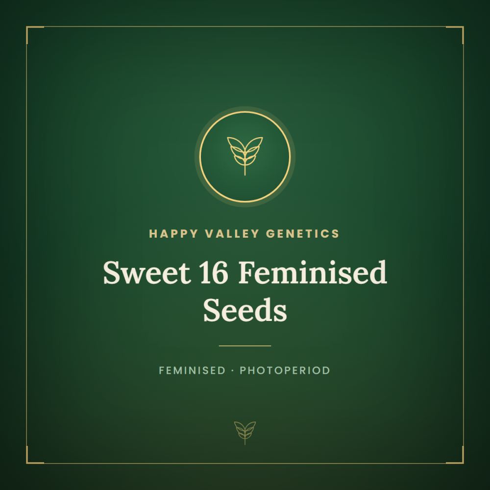 HAVG-SW16-FEM-1000x1000-0.png