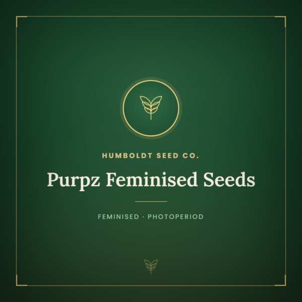 Purpz Feminised Seeds