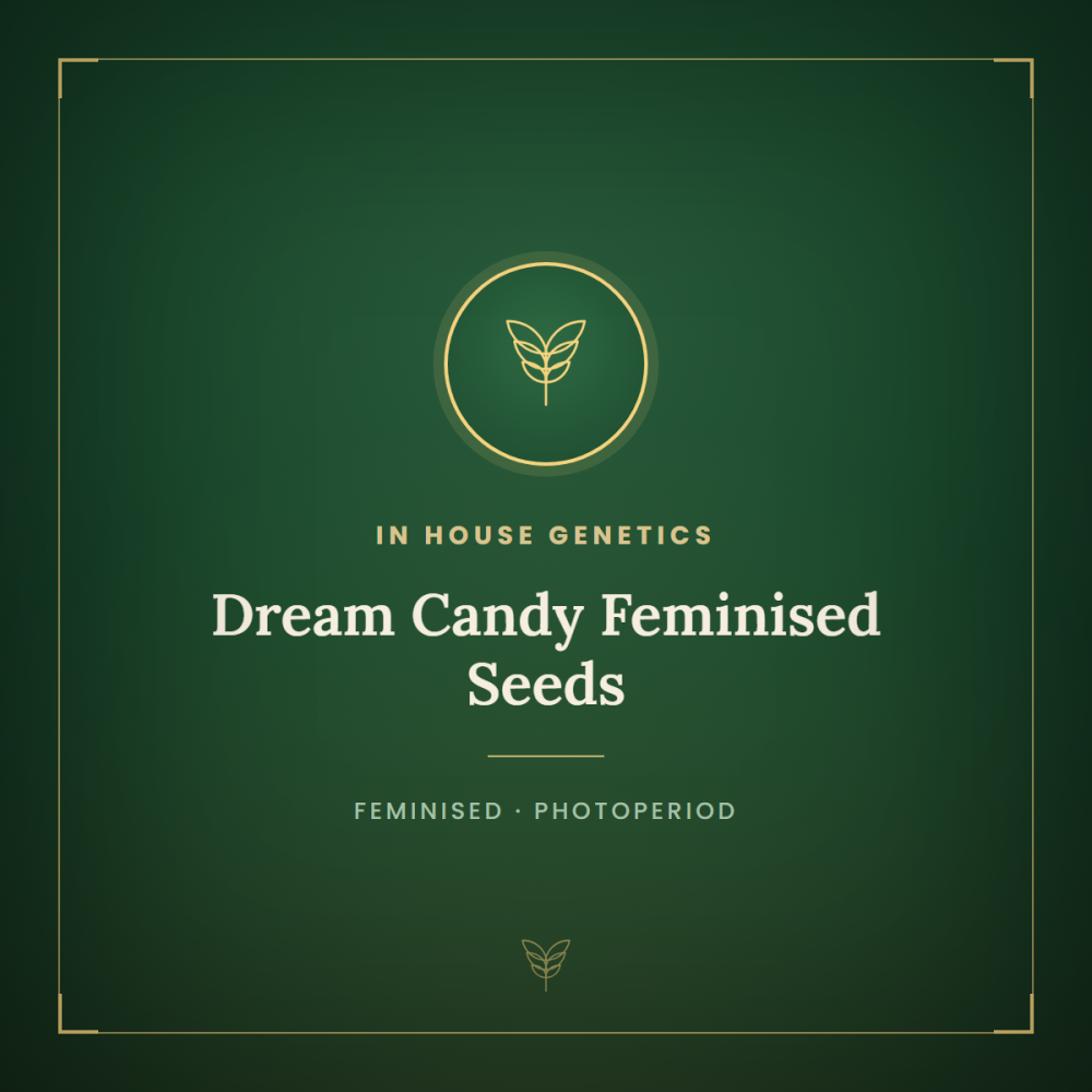 IHG-DRCA-FEM-1000x1000-0.png