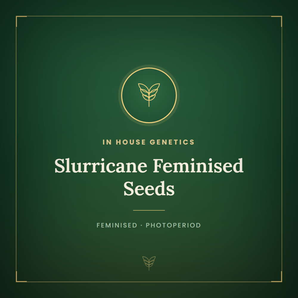 IHG-SLUR-FEM-1000x1000-0.png