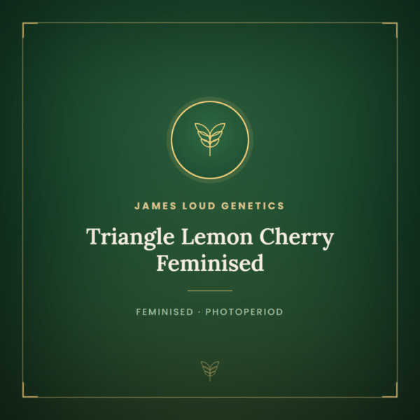 Triangle Lemon Cherry Feminised