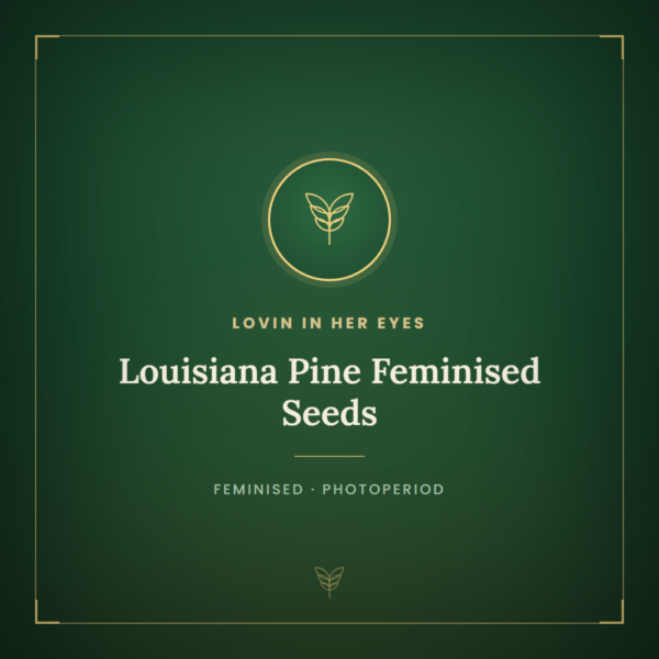 Louisiana Pine Feminised Seeds