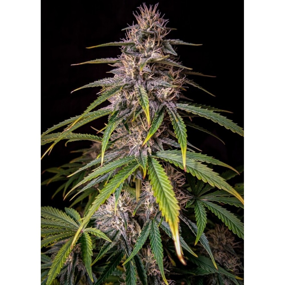 MEPH-ALVTRI-AUTO-FEM-1000x1000-0.jpg