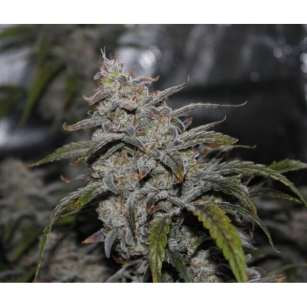 Grape Walker Kush Auto Feminised Seeds