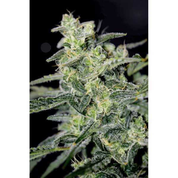 Hubbabubbahaze Auto Feminised Seeds