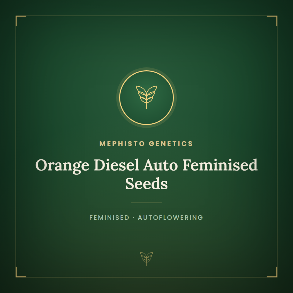 MEPH-ORADIES-AUTO-FEM-1000x1000-0.png