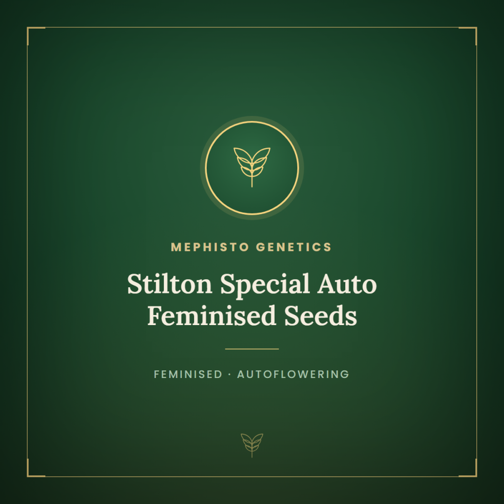 MEPH-STILT-AUTO-Fem-1000x1000-0.png
