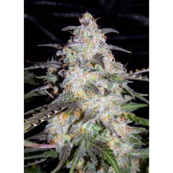 Toof Decay Auto Feminised Seeds