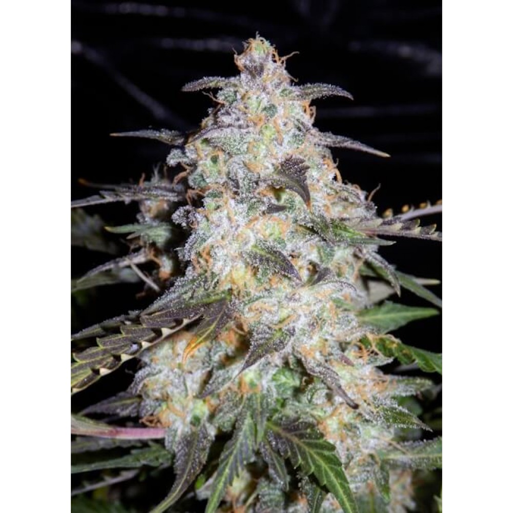 MEPH-TOOF-AUTO-FEM-1000x1000-0.jpg